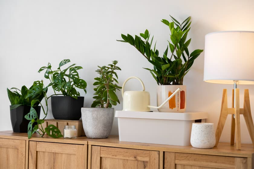 Hay gente que compra plantas para purificar el aire de su casa. La realidad es que está perdiendo el tiempo