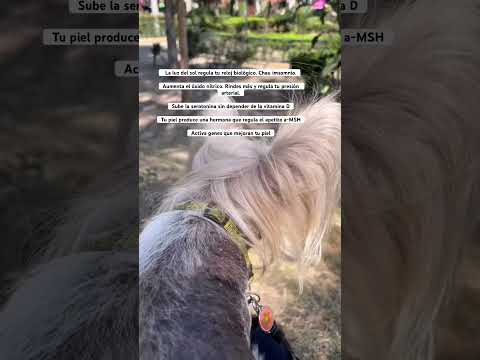 Por qué paso 4hs al sol todos los días?